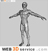 male body 3D model